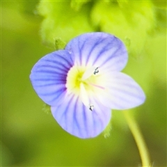 Veronica persica (Creeping Speedwell) at Ngunnawal, ACT - 19 Oct 2024 by Hejor1