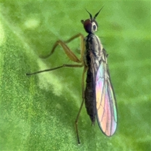 Empididae (family) at Ngunnawal, ACT - 19 Oct 2024 11:46 AM