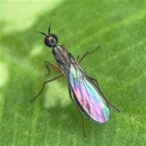 Empididae (family) at Ngunnawal, ACT - 19 Oct 2024 11:46 AM