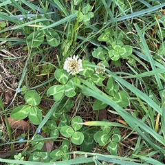 Trifolium repens (White Clover) at Ngunnawal, ACT - 19 Oct 2024 by Hejor1