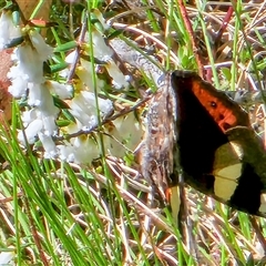 Vanessa itea (Yellow Admiral) at Cotter River, ACT - 9 Oct 2024 by SWishart