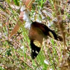 Vanessa itea at Cotter River, ACT - 9 Oct 2024