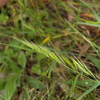 Vulpia bromoides (Squirrel-tail Fescue, Hair Grass) at Ngunnawal, ACT - 19 Oct 2024 by Hejor1