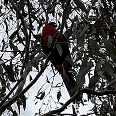 Platycercus elegans (Crimson Rosella) at Ngunnawal, ACT - 19 Oct 2024 by Hejor1