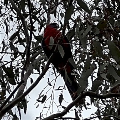 Platycercus elegans (Crimson Rosella) at Ngunnawal, ACT - 19 Oct 2024 by Hejor1