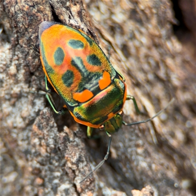 Scutiphora pedicellata (Metallic Jewel Bug) at Ngunnawal, ACT - 19 Oct 2024 by Hejor1