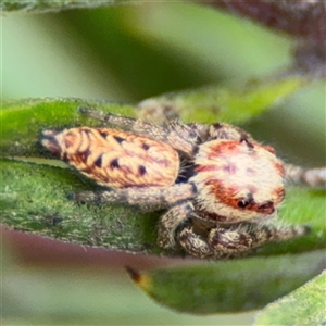 Opisthoncus sp. (genus) at Ngunnawal, ACT - 19 Oct 2024 11:41 AM