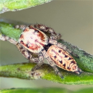 Opisthoncus sp. (genus) at Ngunnawal, ACT - 19 Oct 2024 11:41 AM