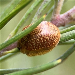 Paropsisterna cloelia (Eucalyptus variegated beetle) at Ngunnawal, ACT - 19 Oct 2024 by Hejor1