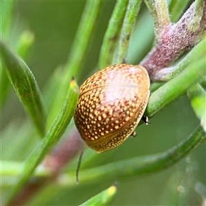 Paropsisterna cloelia at Ngunnawal, ACT - 19 Oct 2024 11:40 AM