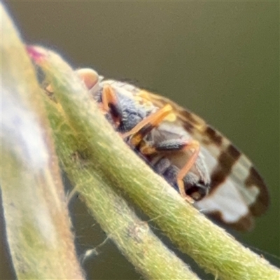 Sphenella ruficeps (Senecio Flower Galler Fruit Fly) at Ngunnawal, ACT - 19 Oct 2024 by Hejor1