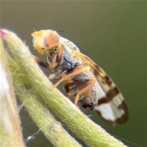 Sphenella ruficeps at Ngunnawal, ACT - 19 Oct 2024 11:39 AM