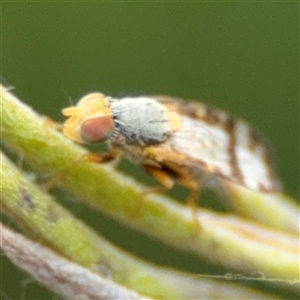 Sphenella ruficeps at Ngunnawal, ACT - 19 Oct 2024 11:39 AM