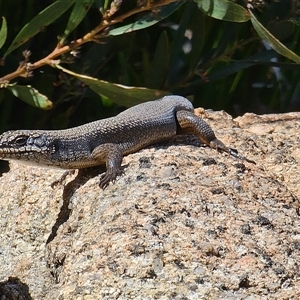 Egernia saxatilis intermedia at Cotter River, ACT - 9 Oct 2024 02:20 PM