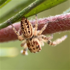 Opisthoncus sp. (genus) (Unidentified Opisthoncus jumping spider) at Ngunnawal, ACT - 19 Oct 2024 by Hejor1