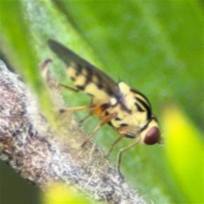 Chloromerus sp. (Chloropid fly) at Ngunnawal, ACT - 19 Oct 2024 by Hejor1