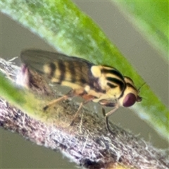 Chloromerus sp. at suppressed - suppressed