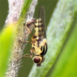 Chloromerus sp. at suppressed - suppressed
