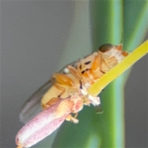 Chloromerus sp. at suppressed - suppressed