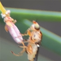 Chloromerus sp. at suppressed - suppressed