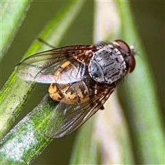 Calliphora stygia (Brown blowfly or Brown bomber) at Ngunnawal, ACT - 19 Oct 2024 by Hejor1