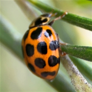 Harmonia conformis at Ngunnawal, ACT - 19 Oct 2024 11:33 AM