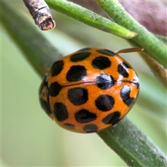 Harmonia conformis at Ngunnawal, ACT - 19 Oct 2024 11:33 AM