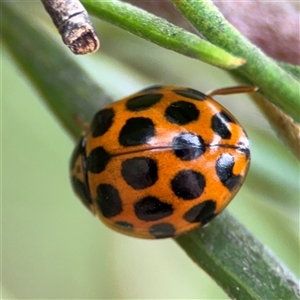 Harmonia conformis at Ngunnawal, ACT - 19 Oct 2024 11:33 AM