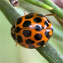 Harmonia conformis at Ngunnawal, ACT - 19 Oct 2024 11:33 AM