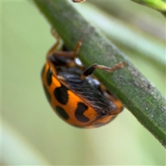 Harmonia conformis at Ngunnawal, ACT - 19 Oct 2024 11:33 AM