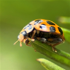 Harmonia conformis at Ngunnawal, ACT - 19 Oct 2024 11:33 AM