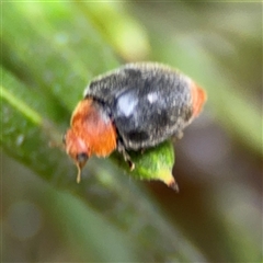 Cryptolaemus montrouzieri at Ngunnawal, ACT - 19 Oct 2024 11:33 AM