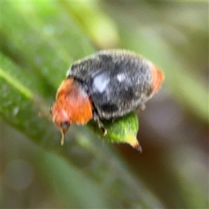 Cryptolaemus montrouzieri at Ngunnawal, ACT - 19 Oct 2024 11:33 AM