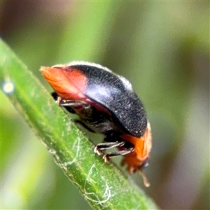 Cryptolaemus montrouzieri at Ngunnawal, ACT - 19 Oct 2024 11:33 AM