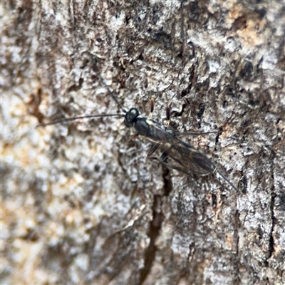 Ichneumonoidea (Superfamily) (A species of parasitic wasp) at Ngunnawal, ACT - 19 Oct 2024 by Hejor1