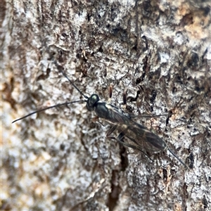 Ichneumonoidea (Superfamily) at Ngunnawal, ACT - 19 Oct 2024 11:31 AM