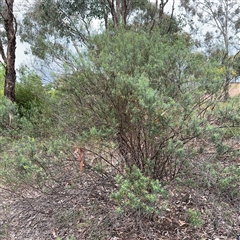 Cassinia quinquefaria (Rosemary Cassinia) at Ngunnawal, ACT - 19 Oct 2024 by Hejor1