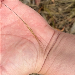 Austrostipa sp. (A Corkscrew Grass) at Ngunnawal, ACT - 19 Oct 2024 by Hejor1