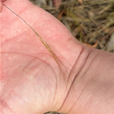 Austrostipa sp. (A Corkscrew Grass) at Ngunnawal, ACT - 19 Oct 2024 by Hejor1