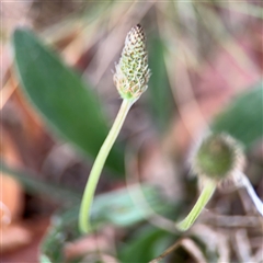 Plantago lanceolata (Ribwort Plantain, Lamb's Tongues) at Ngunnawal, ACT - 19 Oct 2024 by Hejor1