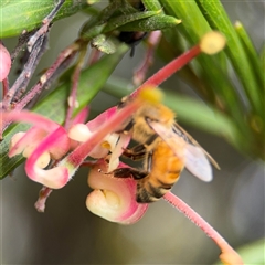 Apis mellifera (European honey bee) at Ngunnawal, ACT - 19 Oct 2024 by Hejor1