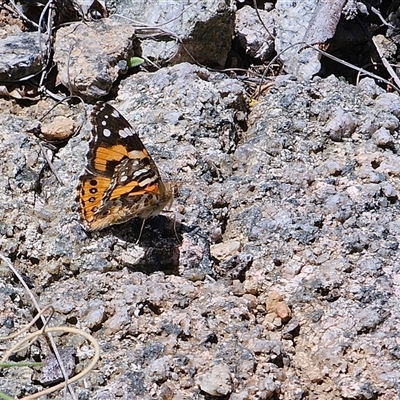 Vanessa kershawi (Australian Painted Lady) at Cotter River, ACT - 9 Oct 2024 by SWishart