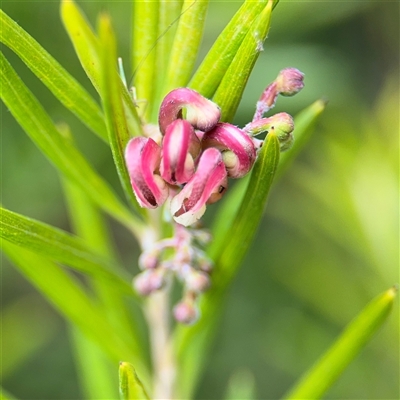 Grevillea sp. (Grevillea) at Ngunnawal, ACT - 19 Oct 2024 by Hejor1