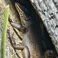 Egernia saxatilis (Black Rock Skink) at Cotter River, ACT - 9 Oct 2024 by SWishart