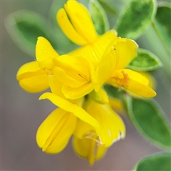 Genista monspessulana (Cape Broom, Montpellier Broom) at Ngunnawal, ACT - 19 Oct 2024 by Hejor1