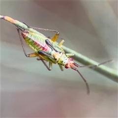 Rayieria acaciae (Acacia-spotting bug) at Ngunnawal, ACT - 19 Oct 2024 by Hejor1