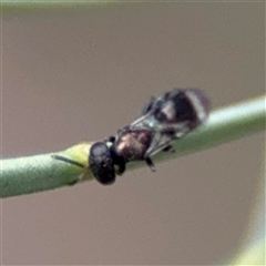 Chalcidoidea (superfamily) (A gall wasp or Chalcid wasp) at Ngunnawal, ACT - 19 Oct 2024 by Hejor1