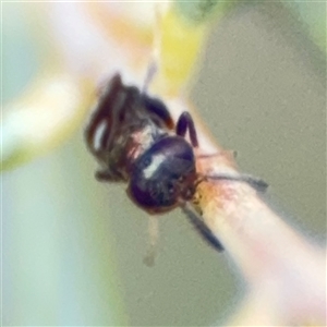 Chalcidoidea (superfamily) at Ngunnawal, ACT - 19 Oct 2024 11:15 AM