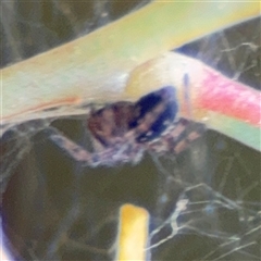 Badumna (genus) at Ngunnawal, ACT - 19 Oct 2024 11:12 AM