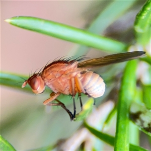 Lauxaniidae (family) at Ngunnawal, ACT - 19 Oct 2024 11:11 AM